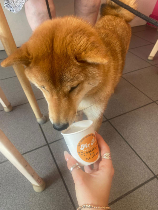Mr-Bs-Dog-Icecream-2
