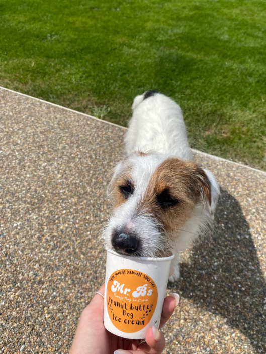 Mr-Bs-Dog-Icecream-3