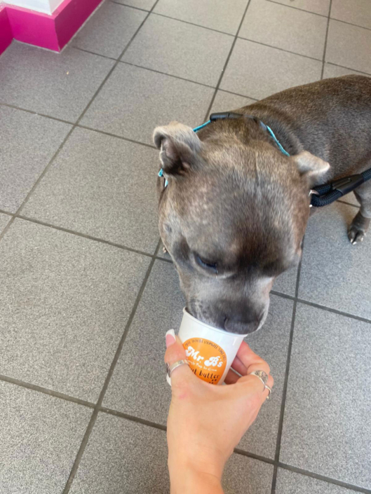Mr-Bs-Dog-Icecream-4