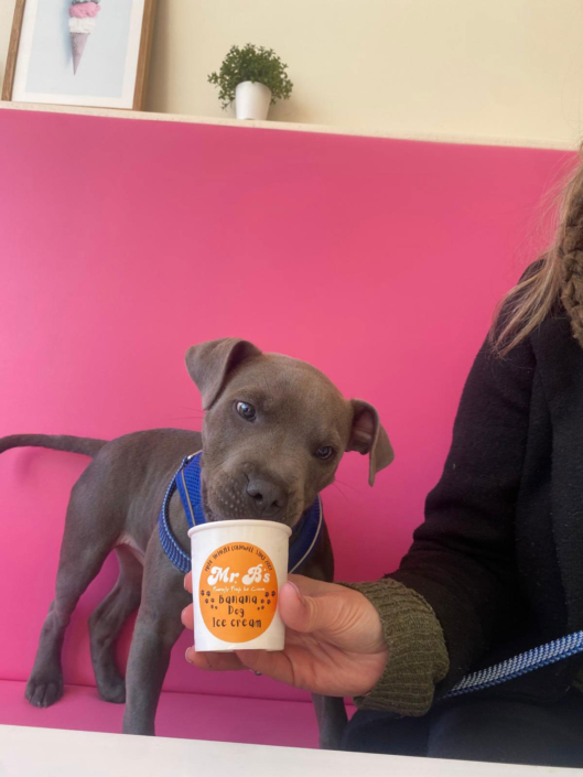 Mr-Bs-Dog-Icecream-5