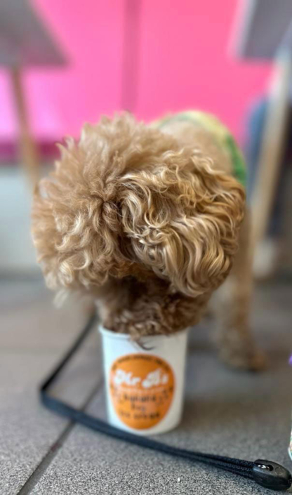 Mr-Bs-Dog-Icecream-6